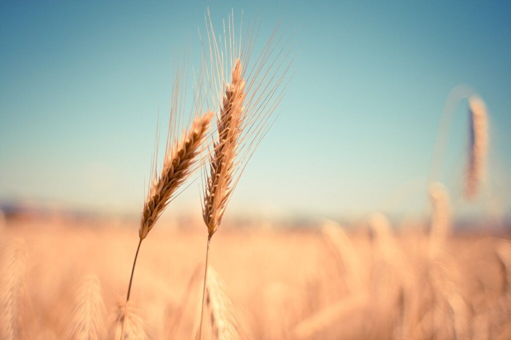 wheat, ear, dry-865152.jpg